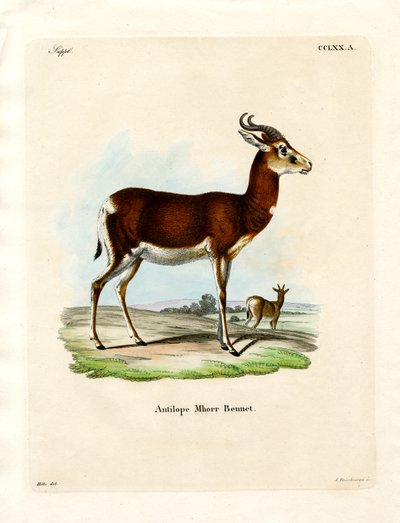 Gazelle Dama - German School