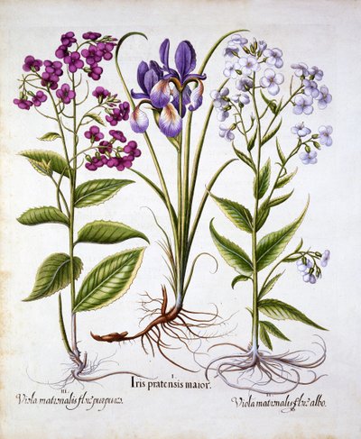 Dames Violet et Field Iris, de Hortus Eystettensis, par Basil Besler, pub. 1613 - German School
