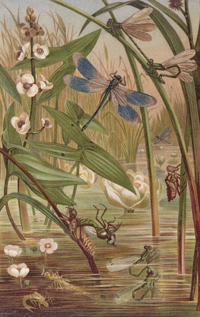Émergence de demoiselle, planche de Brehms Tierleben: Allgemeine Kunde des Tierreichs, vol.9, p.554, publié par Bibliographisches Institut, 1892 - German School