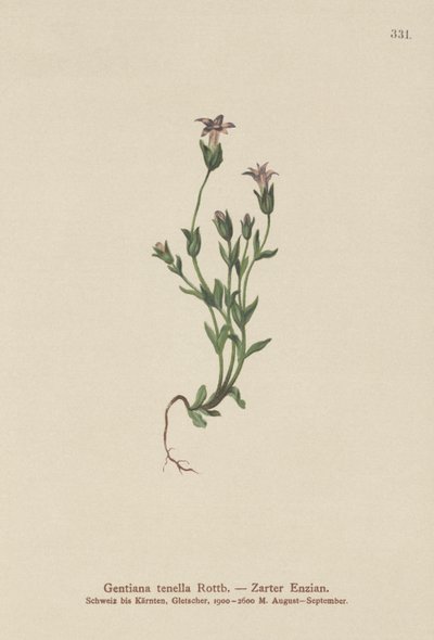 Gentiane naine du Danemark (Gentiana tenella, Gentianella tenella, Comastoma tenellum) - German School
