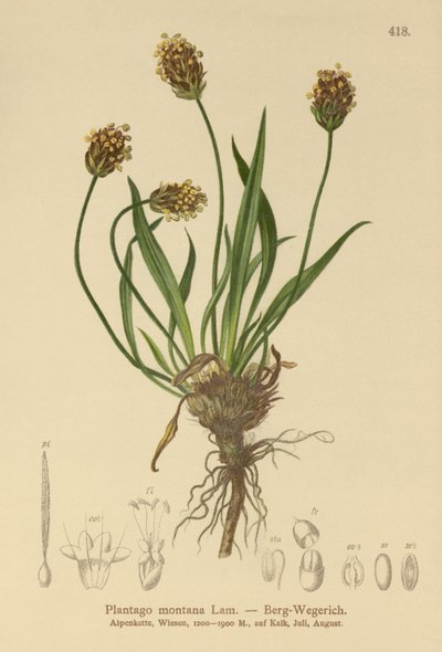 Plantain noir (Plantago atrata, Plantago montana) - German School