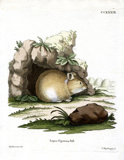 Pika de Daurie - German School