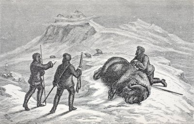 Mort du bœuf musqué, pub. Londres 1874 - German School