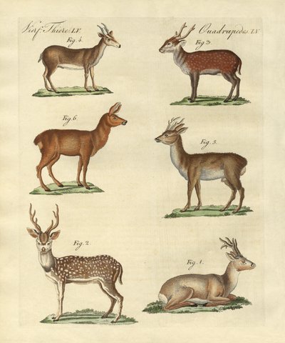 Cerfs et faons - German School