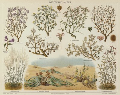 Plantes du désert - German School