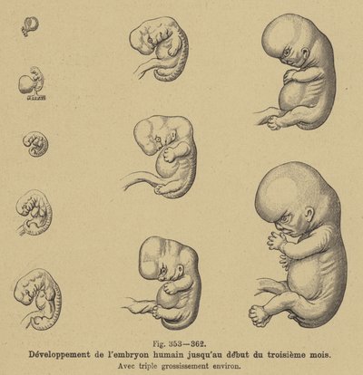 Développement de l