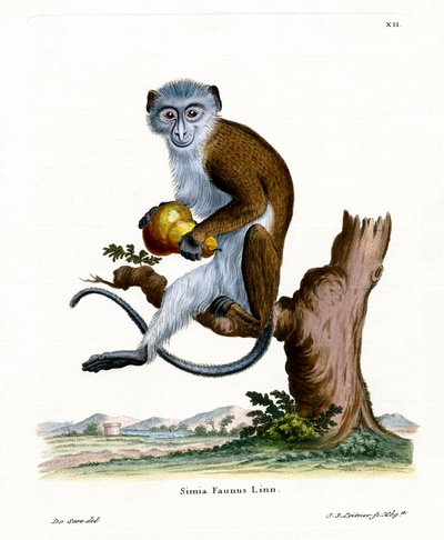 Singe Diane - German School