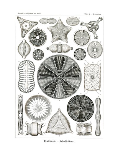 Diatomea, 1899-1904 - German School