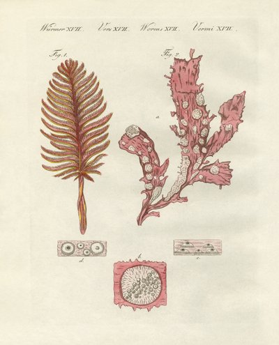 Différents types de zoophytes ou plantes ornementales - German School