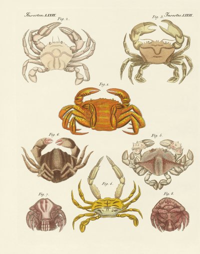 Différents types de crabes - German School