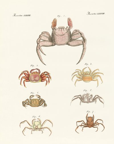 Différents types de crabes - German School