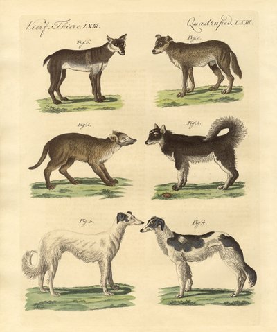 Différentes races de chiens - German School
