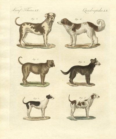 Différentes sortes de chiens - German School