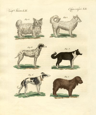 Différentes sortes de chiens - German School