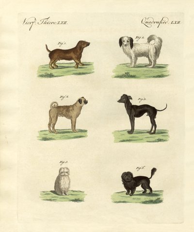 Différentes sortes de chiens - German School