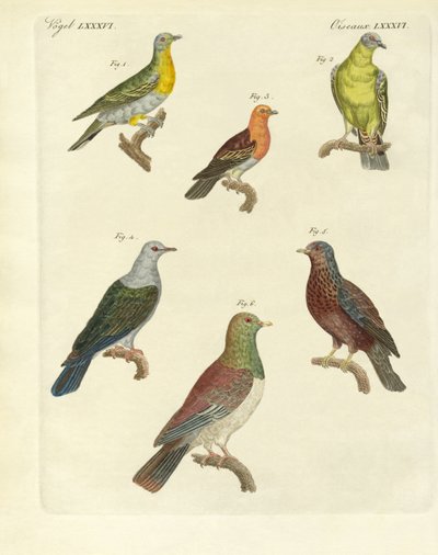 Différentes sortes de pigeons exotiques - German School