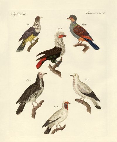 Différents types de pigeons étrangers (gravure en couleur) - German School