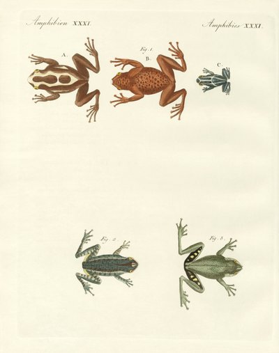 Différents types de grenouilles arboricoles étrangères (gravure en couleur) - German School
