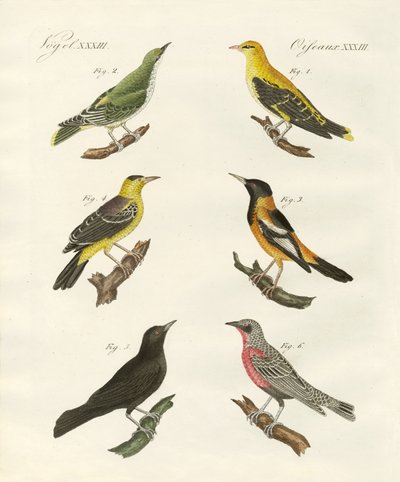 Différentes sortes de loriots dorés - German School