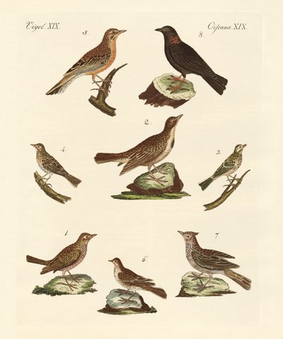 Différents types d