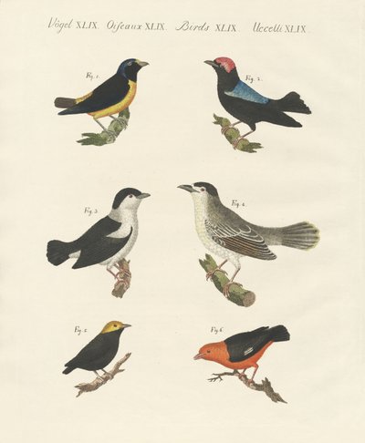Différentes sortes de manakins - German School
