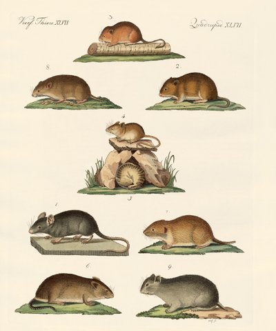 Différents types de souris - German School