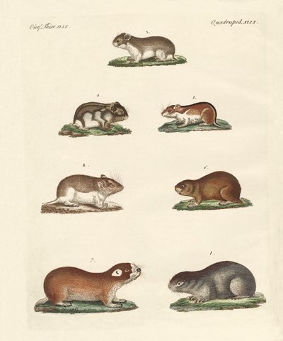 Différents types de souris - German School