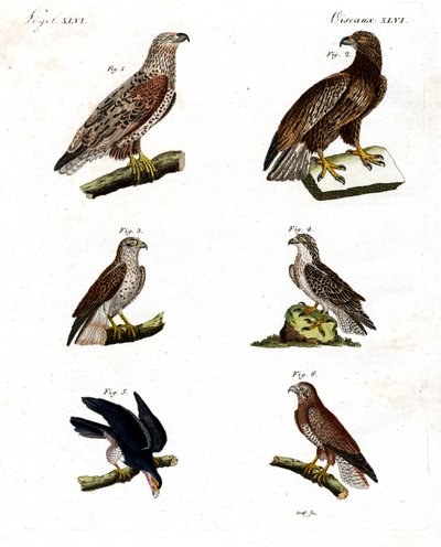 Différents types de rapaces - German School