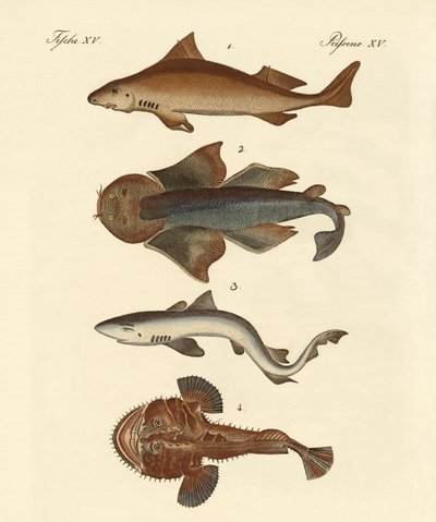Différents types de requins - German School