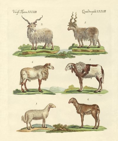 Différents types de moutons - German School
