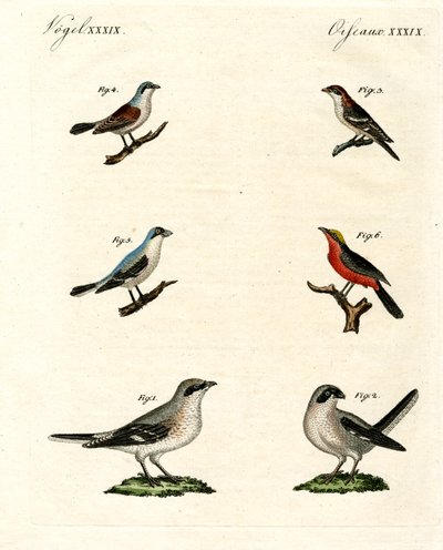 Différentes sortes de pies-grièches - German School