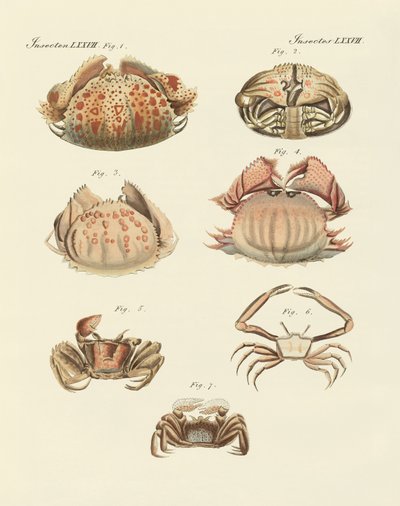 Différents types de crevettes et de crabes (gravure en couleur) - German School