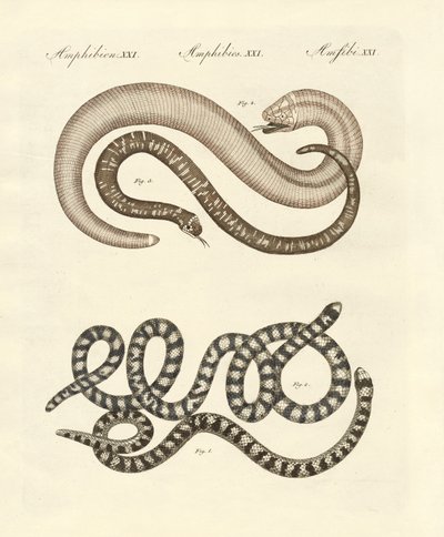 Différentes sortes de serpents - German School
