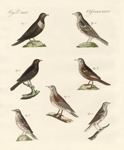 Différentes sortes de grives - German School