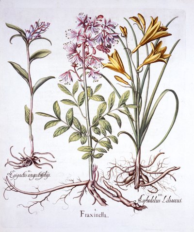 Dictame, helléborine blanche et lys jaune, de Hortus Eystettensis, par Basil Besler, pub. 1613 - German School