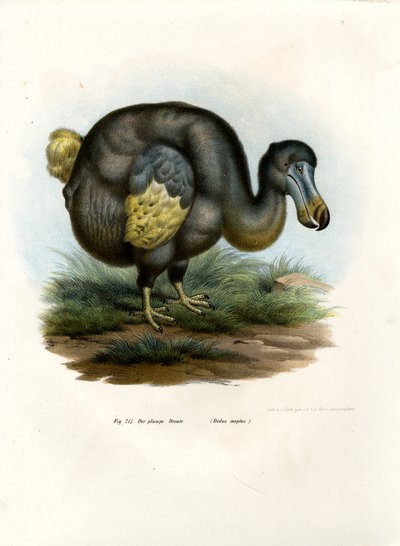 Dodo, 1864 - German School