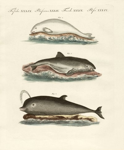 Dauphins - German School