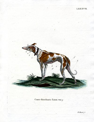 Chien domestique - German School