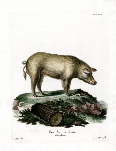 Cochon domestique - German School