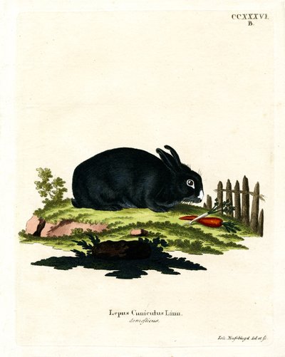 Lapin domestique - German School