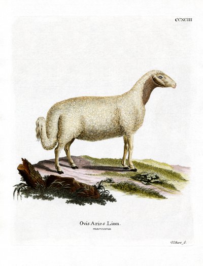 Mouton Domestique - German School