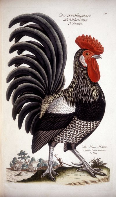 Coq domestique - Traité allemand du 18ème siècle. - German School