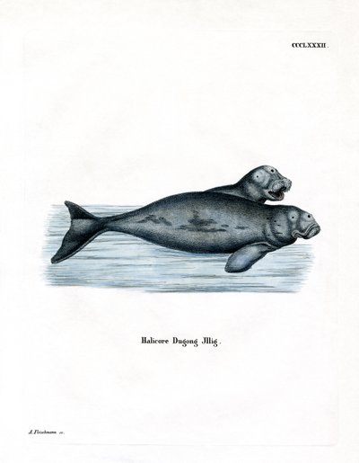 Dugong - German School