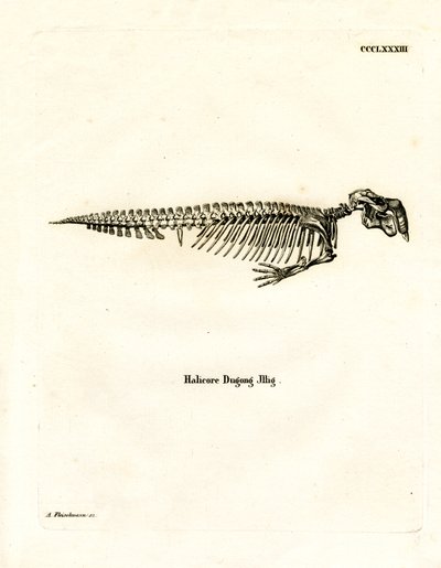 Squelette de dugong - German School