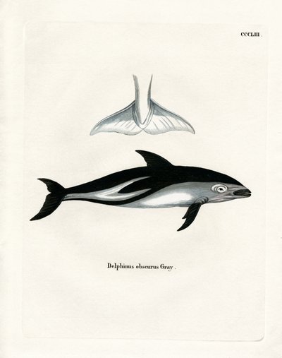 Dauphin obscur - German School