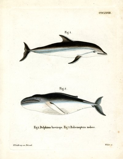 Dauphin obscur - German School