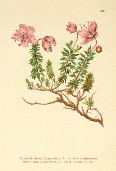 Rhododendron nain (Rhododendron Chamaecistus) - German School