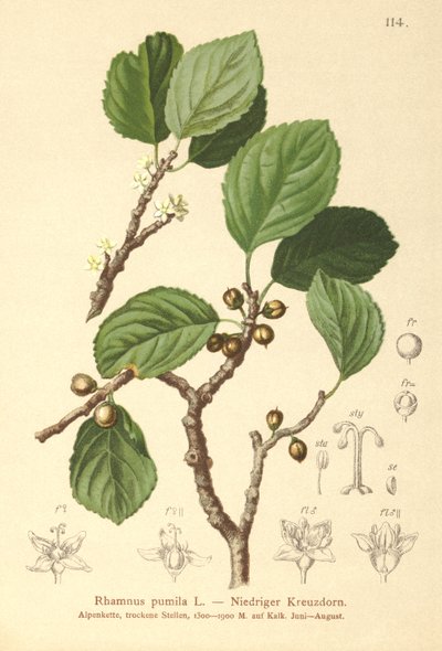 Nerprun nain (Rhamnus pumila) - German School