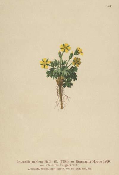 Potentille naine (Potentilla minima) - German School