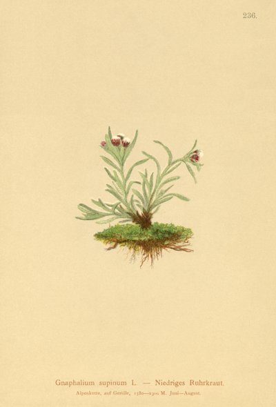 Gnaphale nain (Gnaphalium supinum) - German School